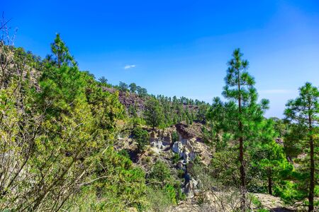 Green Fir Trees on Mountain Landscape on Tenerife Canary Island in Spain at Dayの写真素材