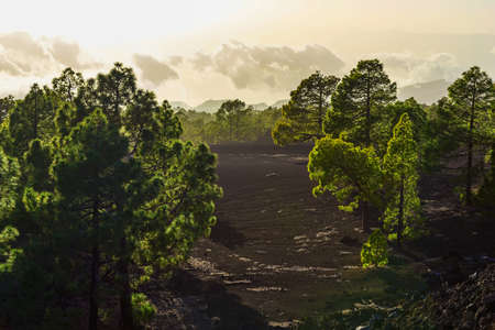 Green Fir Trees on Mountain Landscape on Canary Island in Spain at Dayの写真素材