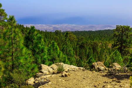 Green Fir Trees on Mountain on Canary Island in Spain at Dayの写真素材