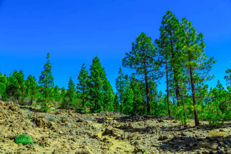 Fir Trees on Mountain Landscape on Tenerife Canary Island at Dayの写真素材
