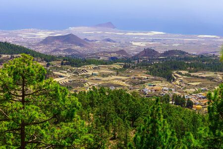 Green Fir Trees on Mountain Landscape on Canary Islandの写真素材