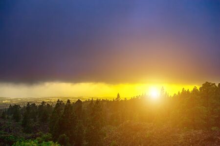 Green Fir Trees on Mountain Landscape on Tenerife Island at Sunsetの写真素材