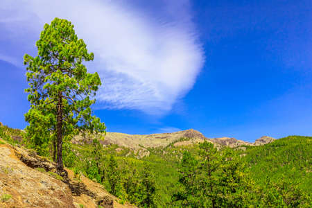 Green Fir Trees on Mountain on Tenerife Island in Spain at Dayの写真素材