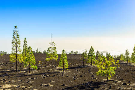 Green Fir Trees on Mountain Landscape on Tenerife Canary Island at Dayの写真素材
