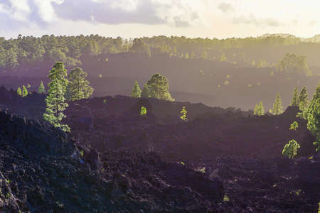 Green Fir Trees on Mountain on Tenerife Island in Spainの写真素材
