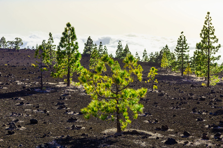 Green Fir Trees on Mountain Landscape on Tenerife Canary Islandの写真素材