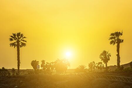 Palms silhouettes Landscape at Sunset on Sky Backgroundの写真素材