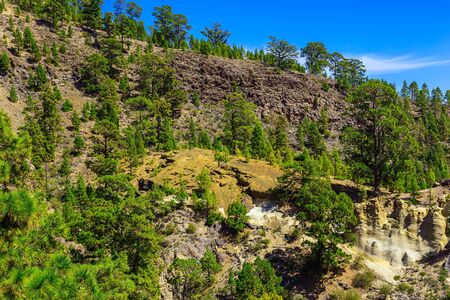 Green Forest with Fir Trees on Mounains. National Landmark named as Moon Landscape on Tenerife Canary Island in Spainの写真素材
