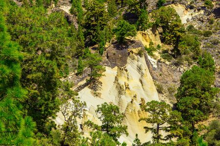 Green Forest with Fir Trees on Mounains. National Landmark named as Moon Landscape on Tenerife Canary Island in Spainの写真素材
