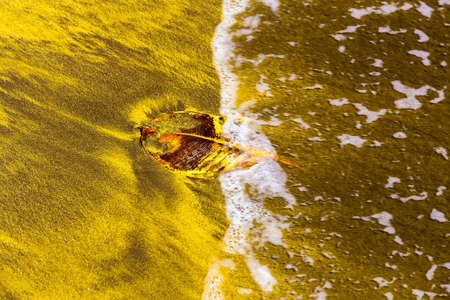 Leaf on Abstract Yellow Sand Backgroundの写真素材
