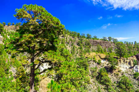 Green Forest with Fir Trees on Mounains. National Landmark named as Moon Landscape on Tenerife Canary Island in Spainの写真素材