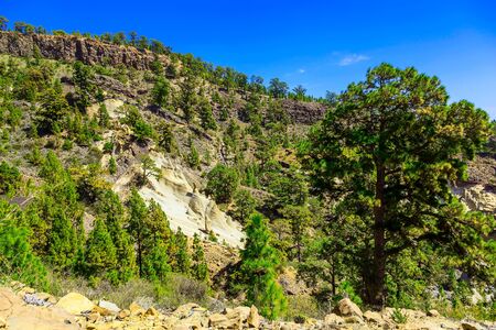 Green Forest with Fir Trees on Mounains. National Landmark named as Moon Landscape on Tenerife Canary Island in Spainの写真素材