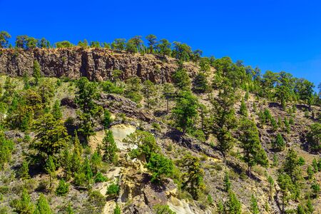 Green Forest with Fir Trees on Mounains. National Landmark named as Moon Landscape on Tenerife Canary Island in Spainの写真素材