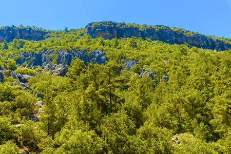 View on Green Mountain with Trees in Alanya, Turkeyの写真素材