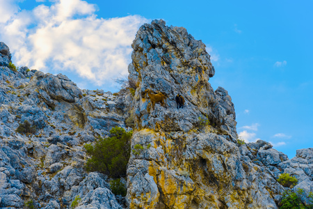 Mountain goats standing on top of rock in Alanya, Turkeyの写真素材