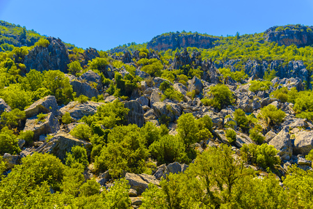 View on Green Mountain with Trees in Alanya, Turkeyの写真素材