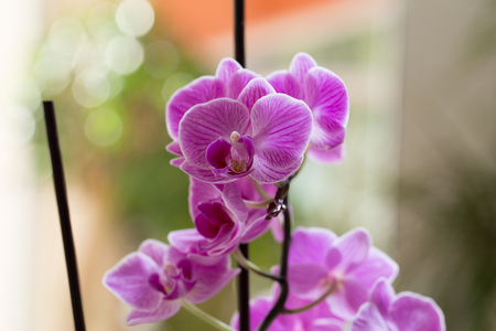 Growing pink orchid in interiorの写真素材