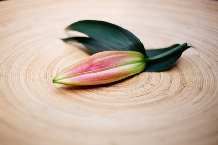lily bud on round plateの写真素材