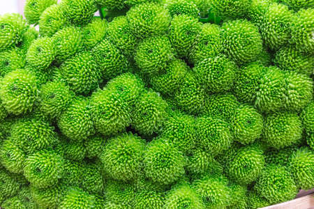 Green Chrysanthemum flowers bouquet backgroundの写真素材