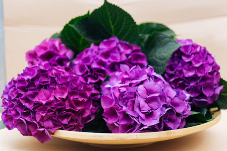 Purple Hydrangea flower on wooden plate