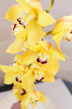 Yellow cymbidium orchids vertical orientationの写真素材