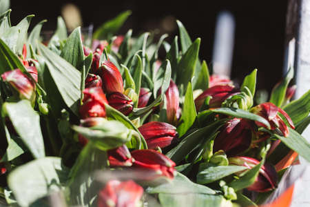 unblown Red Alstroemeria in green foliageの写真素材