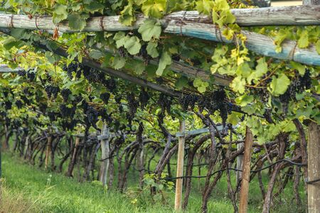 grapes at vineyardの写真素材