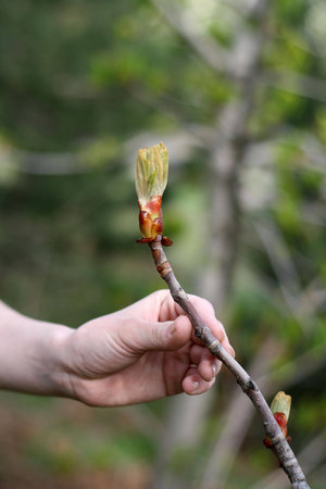 Fine female hand near leaflets of a tree in the spring