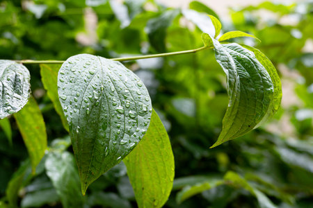 Bright green leaf with raindrops. Nature on a summer day. Closeup of foliage with dew.