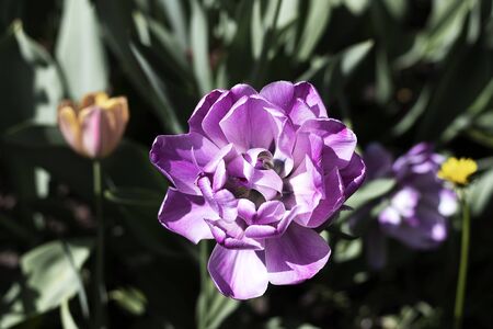 Purple tulip flower blossomed, closeup in nature. A large purple flower with white stripes grows in a field. Blurred background.の写真素材