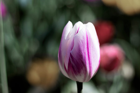 White tulip flower closeup in nature. A flower with pink veins grows in a field. Blurred background.