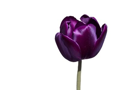 Dark tulip flower close-up on a white background. Flower isolated, empty background for copy space.の写真素材