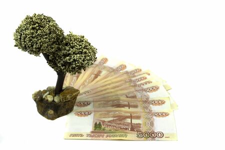 Russian money banknotes of five thousand rubles are on a white background. Money tree, wealth in the family and financial well-being.の写真素材