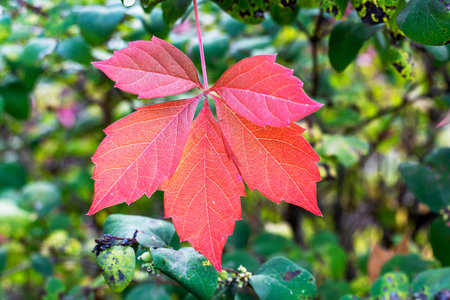 Red autumn leaf on a green background. Autumn, November, October, September beautiful foliage.