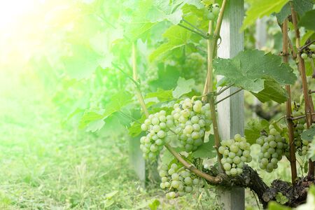 Green vineyards, view of the vineyard on a beautiful summer sunny day. Vineyards at sunset in the harvest. Ripe grapes in the fall.の写真素材
