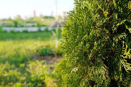 Green coniferous thuja close-up. A tree with green branches on a sunny, clear day. Thuja orientalisの写真素材