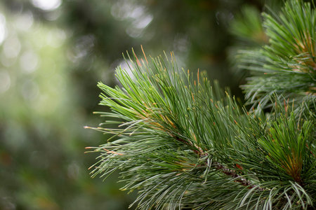 Green coniferous branch close-up. Pine branch with large long fluffy needles. Christmas and new year...