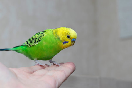 Friendship of bird and man. Handmade homemade parrot sits on a manâs hand and looks. Beautiful budgie close-up.の写真素材