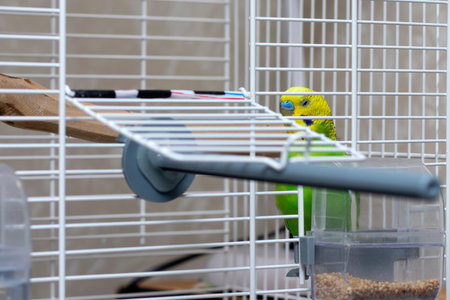 Poultry sleeping in a cage with eyes closed. A beautiful parrot with a golden head, near a food...