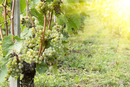 Vineyards with green fruits and leaves. Harvest grapes harvesting for wine. Green grape bushes in even rows on the ground.の写真素材