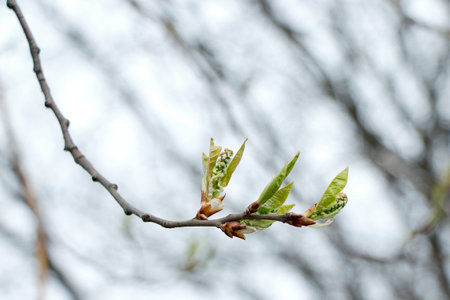 Spring, birch buds bloom. Birch branches on a white sky with large beautiful buds. Early spring...
