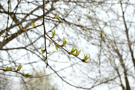 Spring, birch buds bloom. Birch branches on a white sky with large beautiful buds. Early spring green leaves, new life.の写真素材