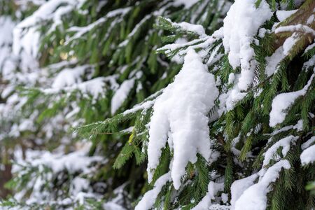 Winter beautiful landscape. Daytime nature with Christmas trees in the snow. A lot of fluffy snow. Green branch of spruce in the snow. Close-up.の写真素材