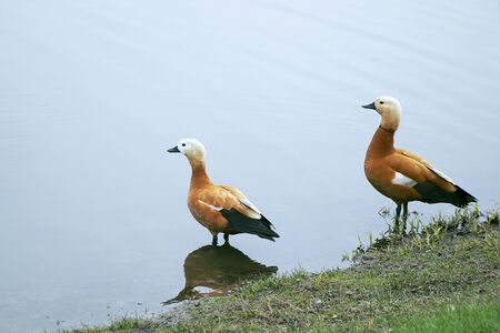 Two red duck with a white head stands in the water. Summer is a warm day, blue water. Bird cleans feathers. Tadorna Ferruginea. Looks into the distance.の写真素材
