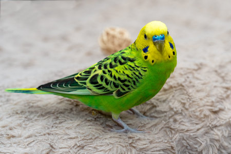 A pet hand-held pet bird sits on a beige cloth and looks at a wooden toy. A free bird plays with.