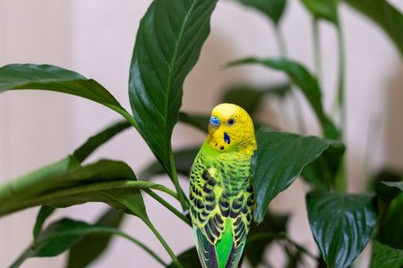 Pet hand-held pet bird sits on a green branch, a house flower plant. A green budgie is sitting on a...
