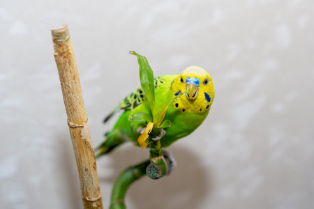 Pet hand-held bird pet sits on a bamboo branch dry. A parrot is nibbling a bamboo branch. Close-up...