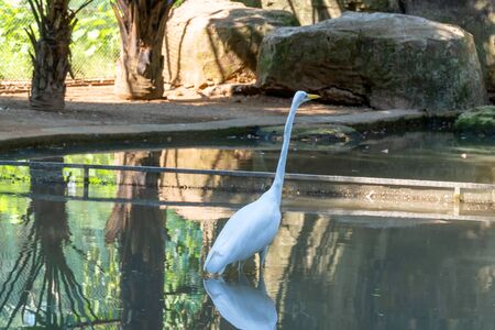 A white waterfowl with a yellow beak stands in the water. A heron with a long neck looks up. Zoo with a pond and reflection of a bird in the water. Big stone on the shore of the pond.の写真素材