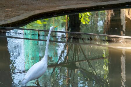 A white waterfowl with a yellow beak stands in the water. A heron with a long neck looks up. Zoo with a pond and reflection of a bird in the water.の写真素材