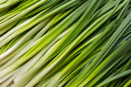 Leaves of onion closeup with water drops